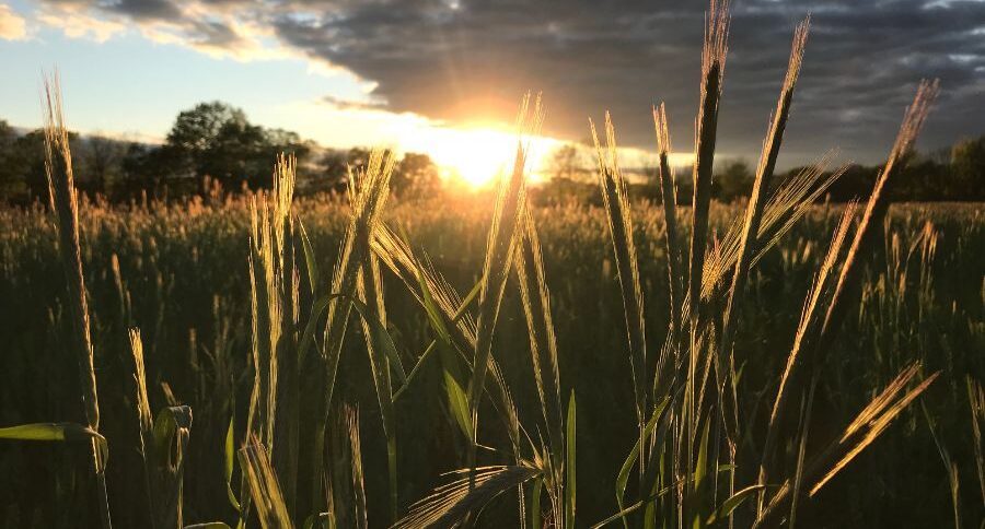 sunrise over pature